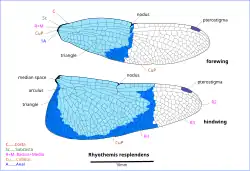 Illustration of wing veins