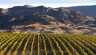 Vineyard