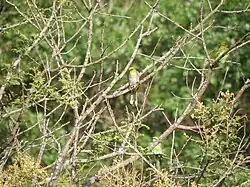 In scrub habitat