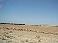 The desert road between Marrakesh and Essaouira