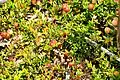 flora among them Vaccinium oxycoccos ...