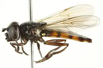 Rohdendorfia sp.
