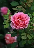 'Jubilee Celebration'[17]