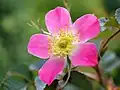 Rosa 'Carmenetta'