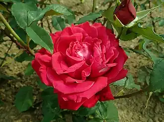'Alec's Red' (1970)