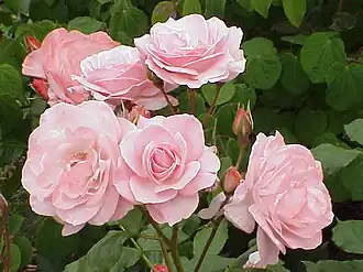 'St. Helena', 1983