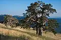 Scots Pine (Pinus sylvestris) is the dominant tree in the dry and cold areas of north-eastern Anatolia, southern slope of Kücükhacet Dağ (Ilgaz Dağ), c.1950 m s. l.