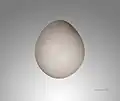 Egg of Rollulus rouloul - MHNT