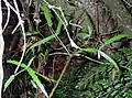 var. subpauperatus