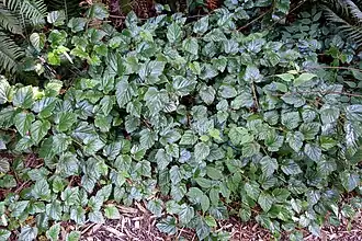 Typical growth habit, creeping dense mat