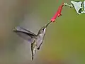Ruby-throated hummingbird feeding
