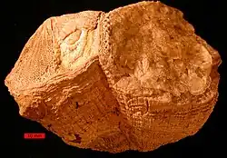 Rudist bivalves from the Cretaceous of the Omani Mountains, United Arab Emirates. Scale bar is 10&nbsp;mm.