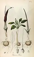 B. bovei