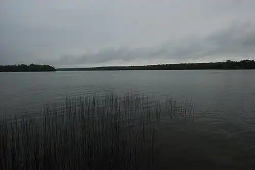 Rushes in the lake
