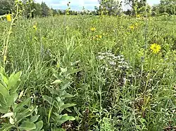 The prairie in July