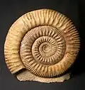 Stephanoceras humphriesianum, Jurassic, Inferior Oolite, Humphriesianum Zone, Clatcombe, Dorset, UK. Size of ammonite 275mm.