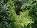 Simonson Brook at Morrison Ave, a small stream flowing through wetlands