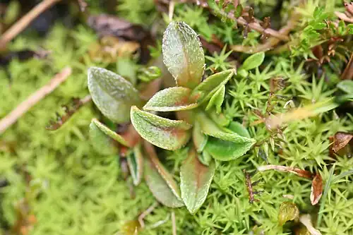 Rosette leaves