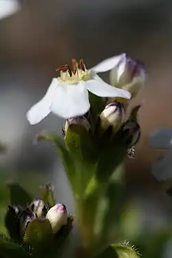 Floral detail
