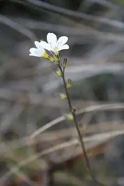 Inflorescence