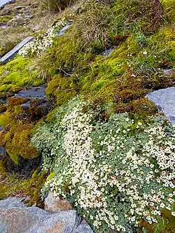 Growth habit and habitat