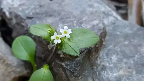 Flower detail