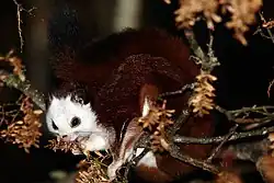 Brown and white squirrel