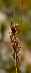 Flowering head