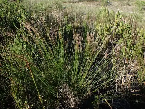 Growth form