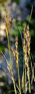 Flowering heads