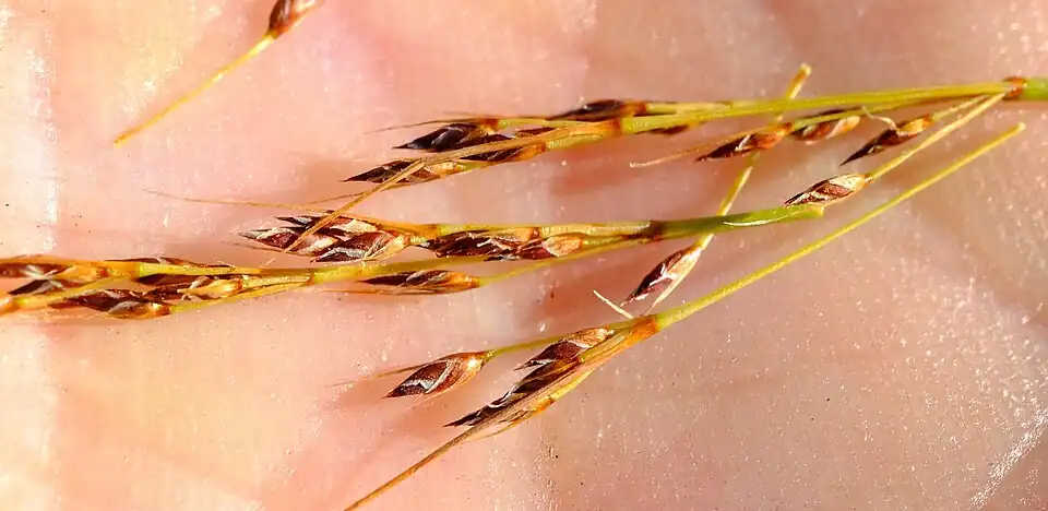 Flowering heads