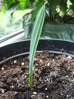 Young Sabal minor