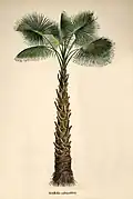 Sabal palmetto from Carl Friedrich Philipp von Martius's Historia naturalis palmarum
