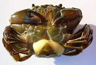 Sacculina carcini on host (Kentrogonida)