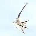 Flying bird at bird show