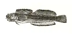 Blue-dashed rockskipper Blenniella periophthalmus
