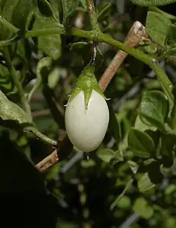 Ripe fruit