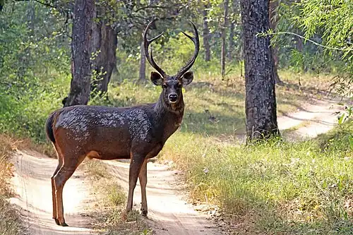 Sambar Deer