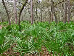 In Manatee Springs State Park, Florida
