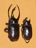 Males of Chalcosoma atlas