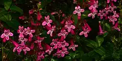 Scarlet penstemon (Penstemon triflorus), endemic to the Edwards Plateau, Edwards County (18 April 2015)