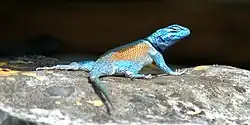 Minor spiny lizard (S. minor) male