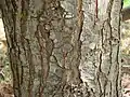Stem