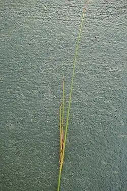 Flowering head
