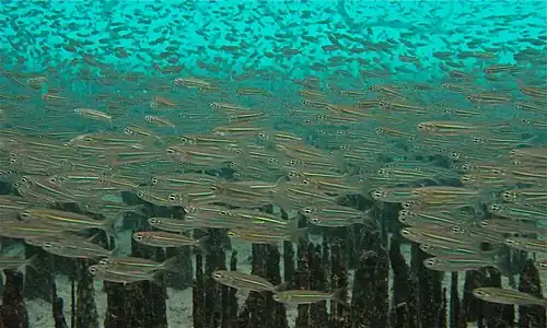 Old World silversides schooling among mangrove roots