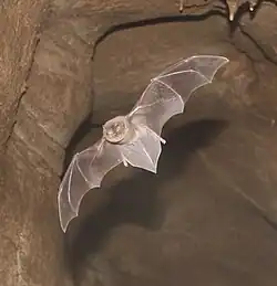 Brown bat