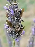 Colpa quinquecincta quinquecincta males