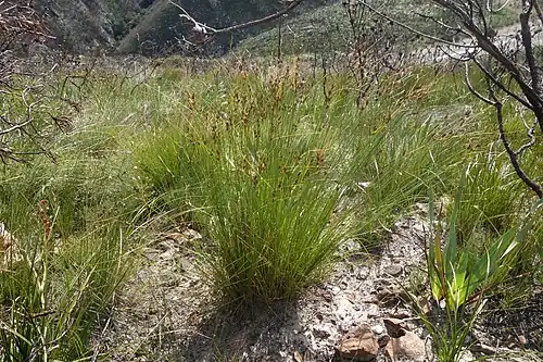 Growth form