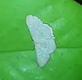 Scopula sp.