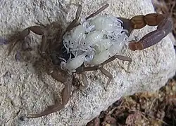 A scorpion covered with tiny white scorpion babies